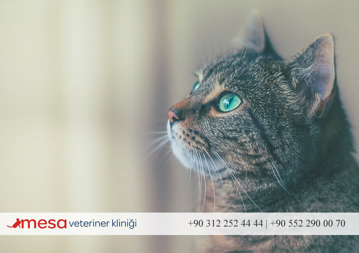 Batıkent Mesa Veteriner Kliniği Hakkında